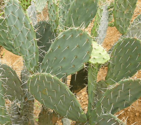 Nopal